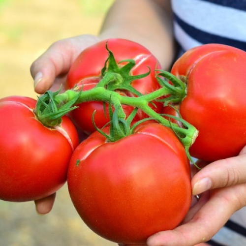 Fondurile pentru ciclul I de producție la tomate au fost alocate de MADR