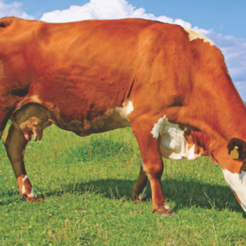 APIA va elibera adeverințe pentru agricultori din 24 iulie 2024