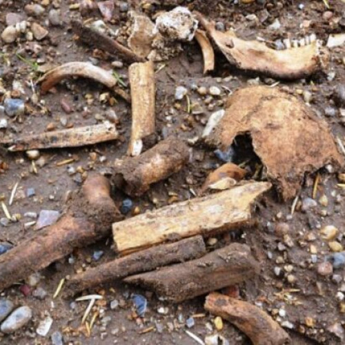 Resturi osoase descoperite în comuna Vulturu, județul Vrancea