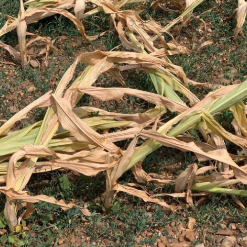 Ministerul Agriculturii prelungește termenul pentru cererile de despăgubire din cauza secetei