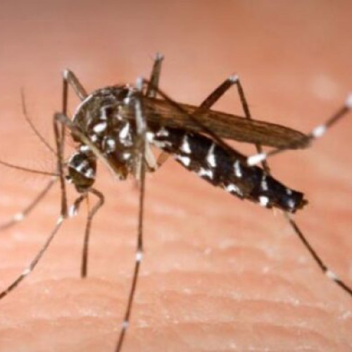 Crește numărul cazurilor de infectare cu virusul West Nile în România