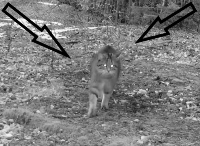 Image Description