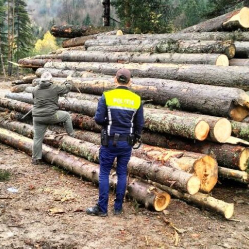 Autoritățile din Vrancea desfășoară acțiuni de control asupra exploatării lemnului