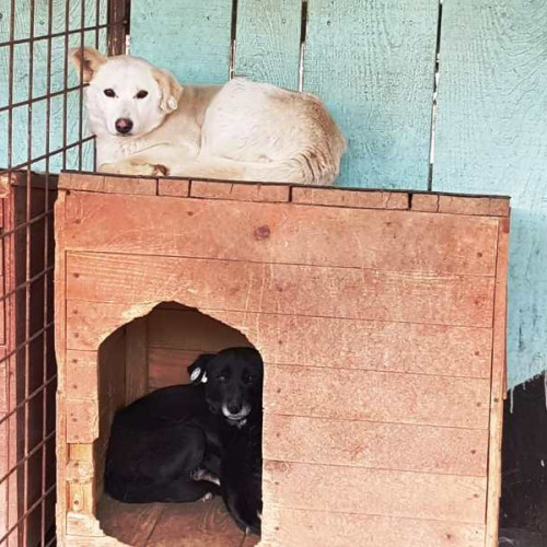 Târg de adopții la adăpostul de animale de la Golești