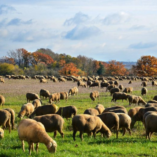 Ajutoare naționale pentru crescătorii de ovine și caprine în 2025