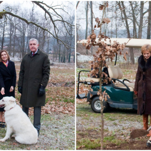 Maia Sandu a plantat un stejar la Castelul Regal de la Săvârşin.