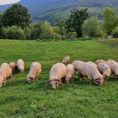 Sprijin financiar de urgență pentru crescătorii de ovine și caprine în Vrancea
