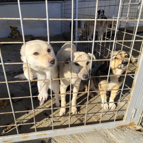 Iubitor de animale sau criminal? Controversa medicului veterinar din Vrancea