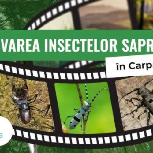 Au fost anunţaţi câştigătorii concursului &quot;Insectele saproxilice şi pădurea&quot;