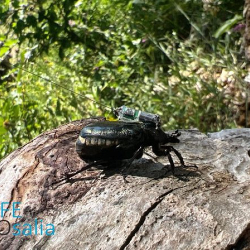 Castigatorii concursului interscolar &quot;Insectele saproxilice si padurea&quot;