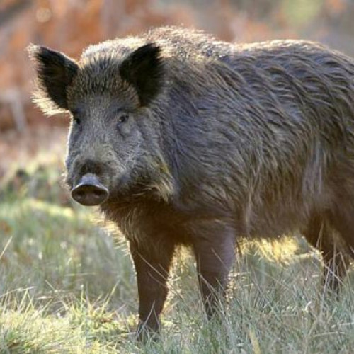 Caz nou de pestă porcină africană în mediu sălbatic