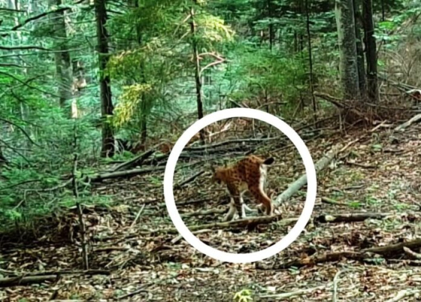 Camerele de monitorizare în Parcul Natural Putna Vrancea surprind imagini cu un râs