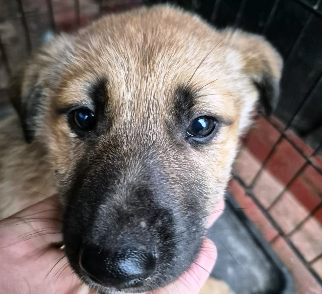 Primăria Focșani organizează Târgul de adopție la Golești