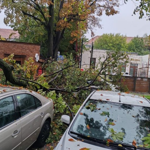 Arbori doborâți de vânt pe strada Simion Bărnuțiu din Focșani