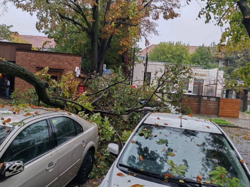 Arbori doborâți de vânt pe strada Simion Bărnuțiu din Focșani