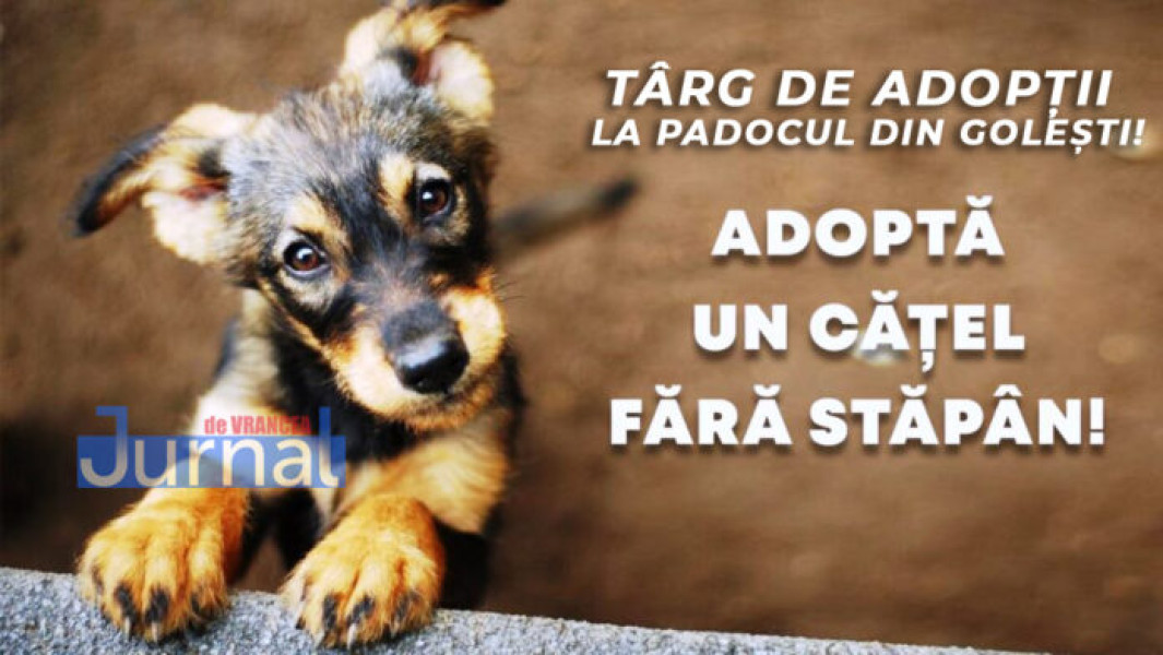 Târg de adopții pentru câini fără stăpân în Focșani, în acest weekend