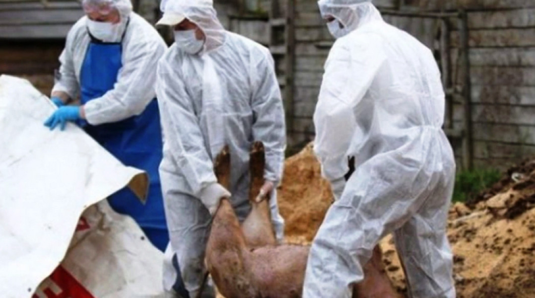 Focar de pestă porcină africană confirmat în comuna Zărnești, Buzău