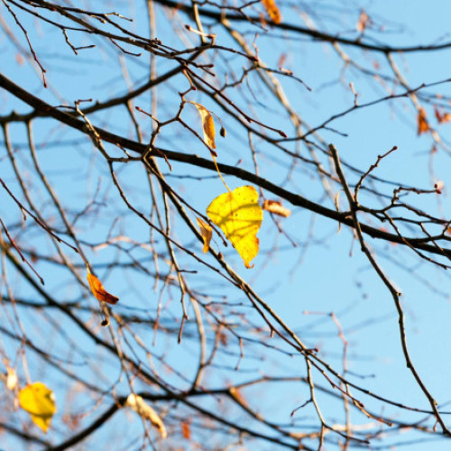 Prognoza meteo ANM pentru patru săptămâni: variații de temperatură și precipitații