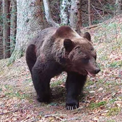 Incident grav în comuna Soveja: Ursul din gospodăriile localnicilor a ucis mai multe animale!