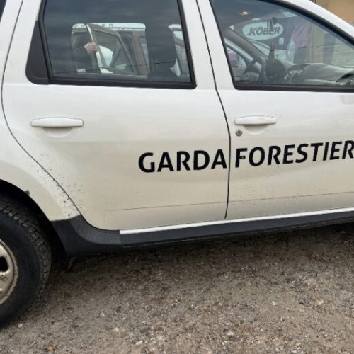 Garda Forestieră Focșani a constatat încălcări ale regimului silvic în Buzău și Tulcea: 15.000 lei amendă și confiscare de 149.332 lei