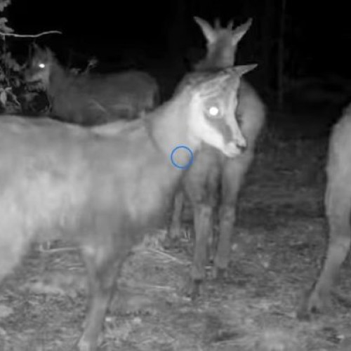 Patru pui de capră neagră filmați în Parcul Natural Putna Vrancea